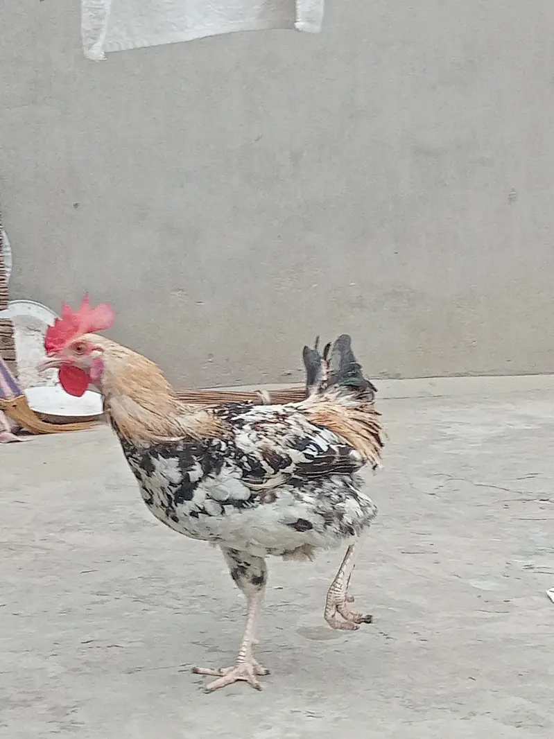 Golden Misri Hen and Rooster — photo 4