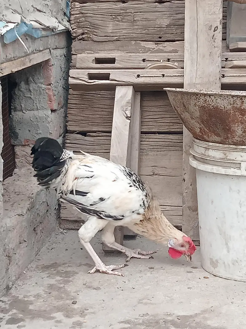 Golden Misri Hen and Rooster — photo 5