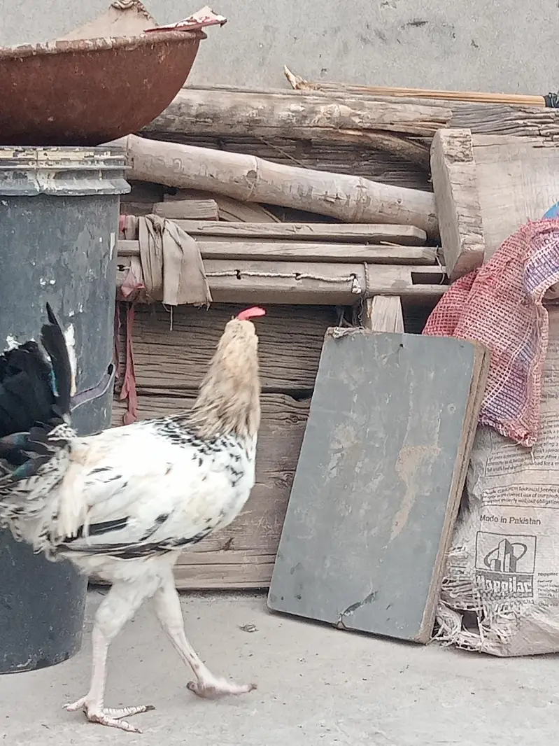 Golden Misri Hen and Rooster — photo 6