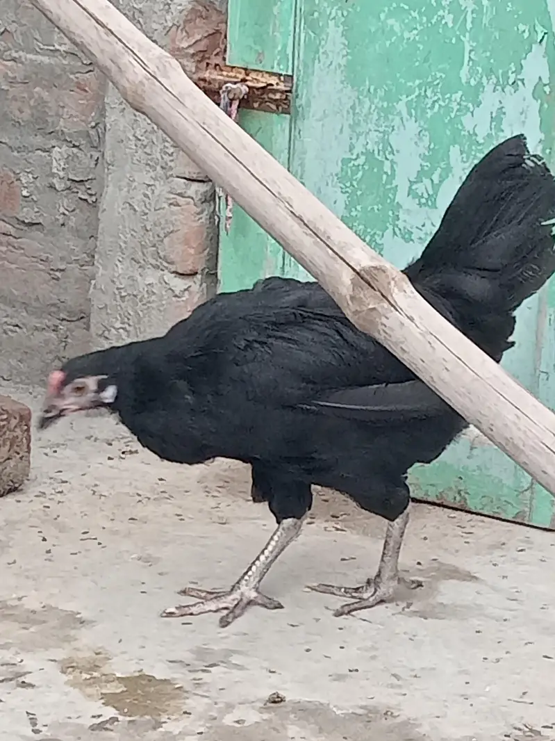 Golden Misri Hen and Rooster — photo 7