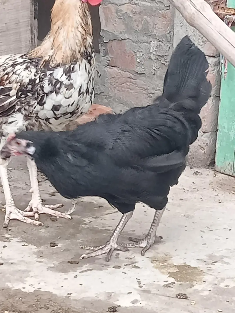 Golden Misri Hen and Rooster — photo 8