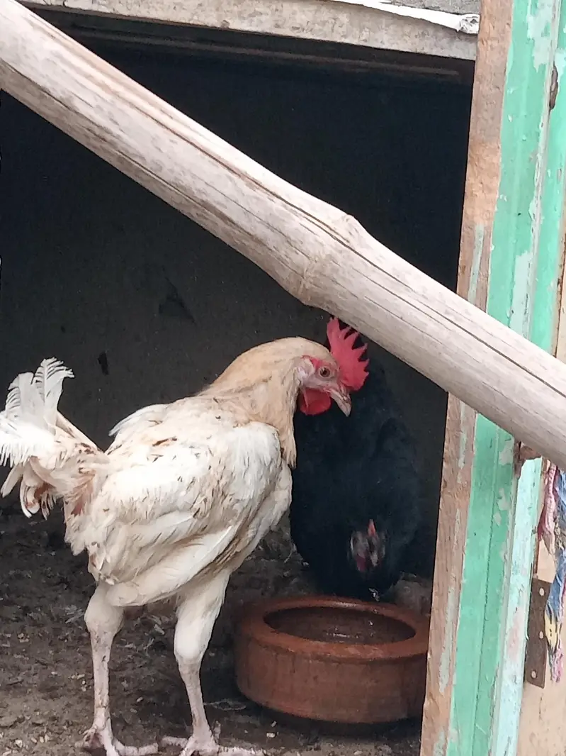 Golden Misri Hen and Rooster — photo 9