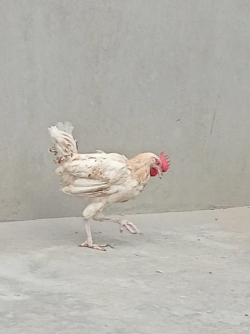 Golden Misri Hen and Rooster — photo 10