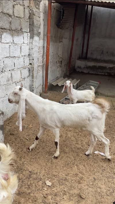 1 month gabban bakri for sale