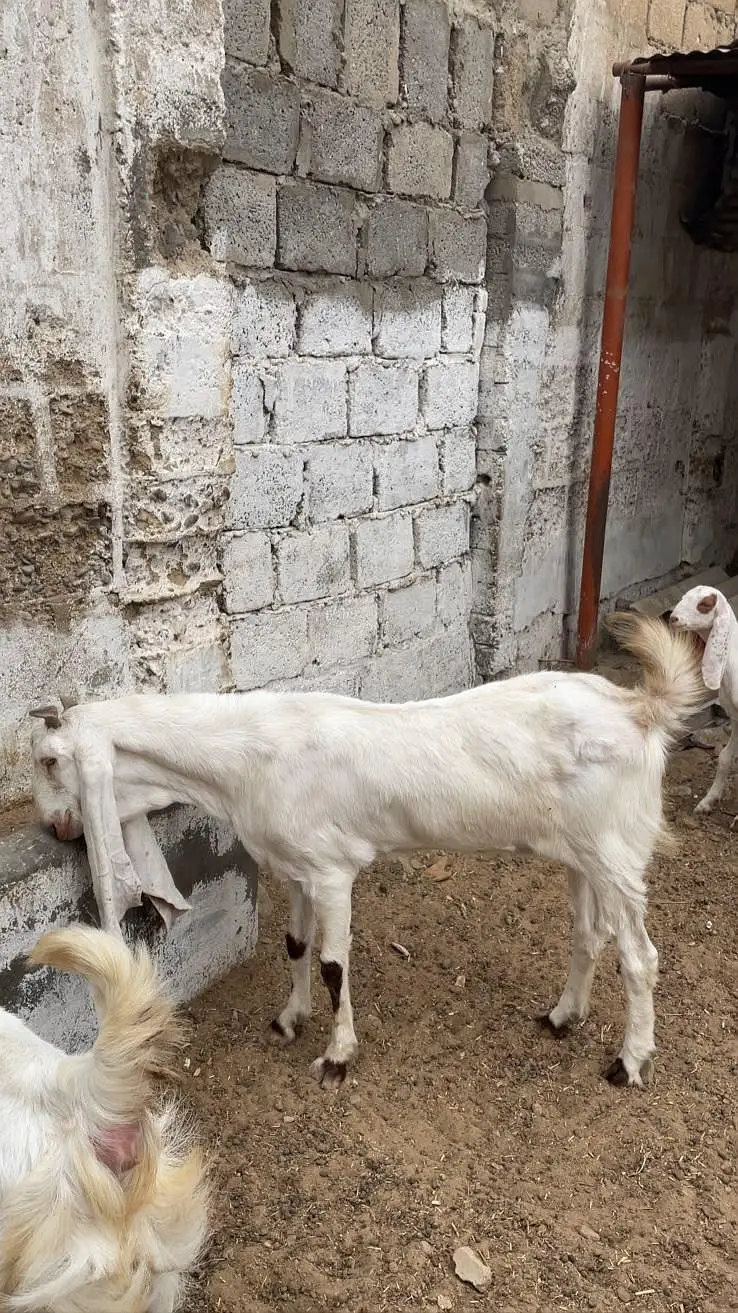 1 month gabban bakri for sale — photo 2
