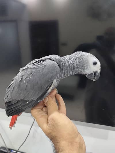grey parrot &white fronted AMAZON chick