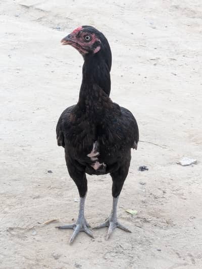 Aseel Mianwali or Thai cross female