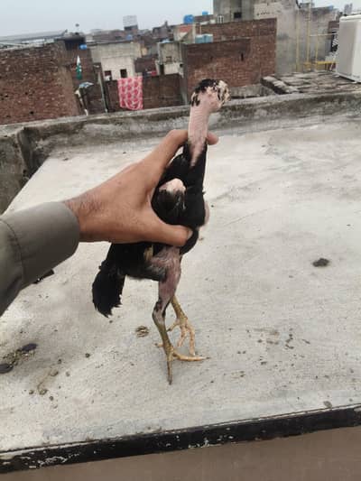 Aseel thai pokaya chick