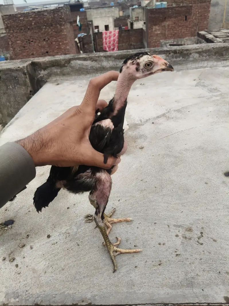 Aseel thai pokaya chick — photo 2