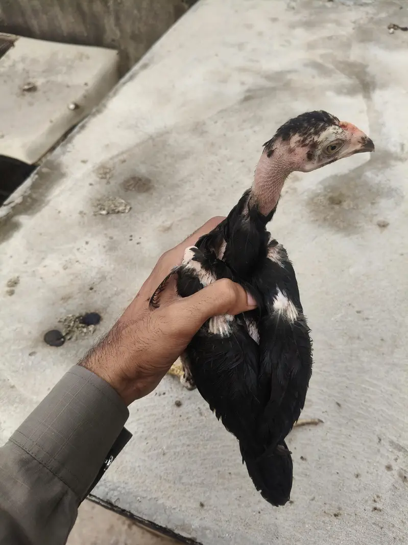 Aseel thai pokaya chick — photo 3