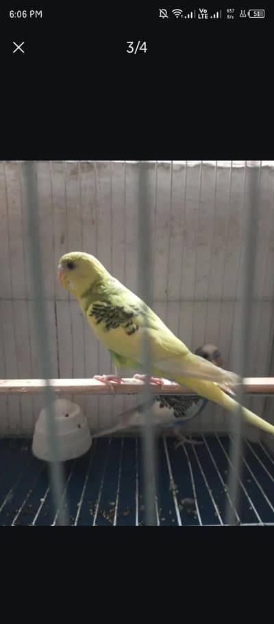 Pair of Bades Cage k Sath