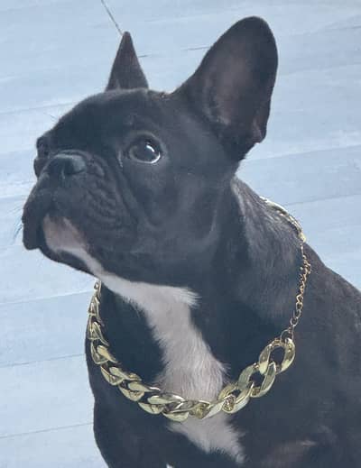 Don Vito the Instagram star