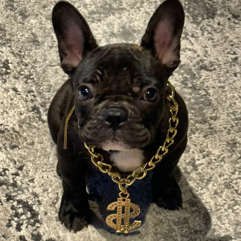 Don Vito the Instagram star — photo 2