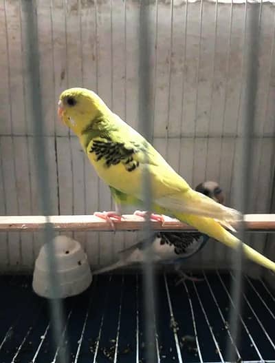 Pair of Bades Cage k Sath