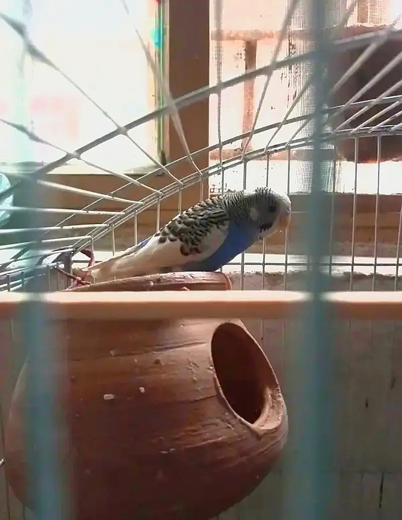 Pair of Bades Cage k Sath — photo 2