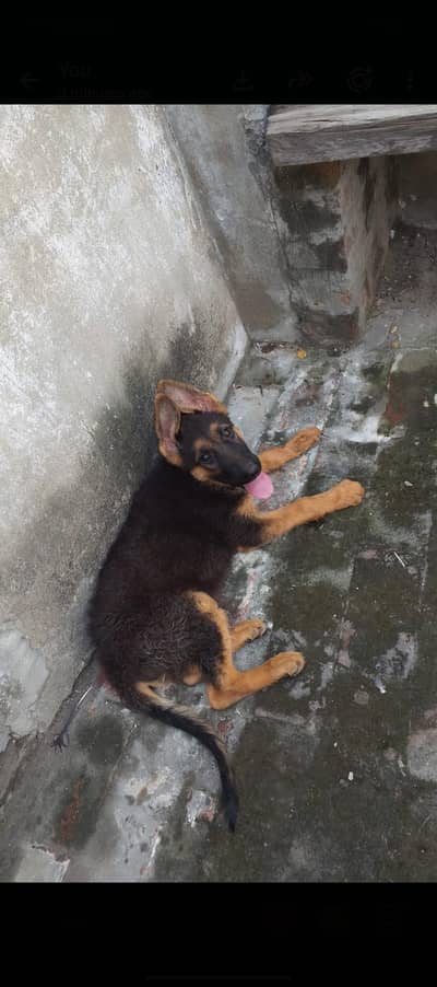 German shepherd top nosh