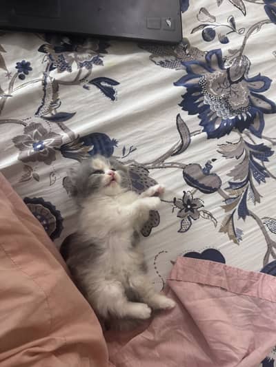 Persian punch face kittens