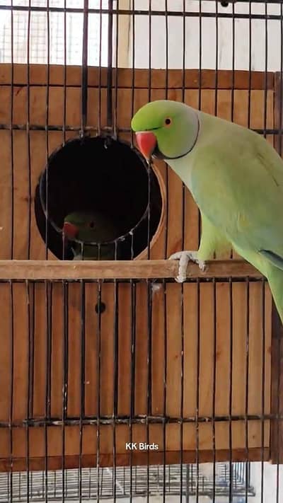 katha breeder male or female 03256598109 Whatsapp