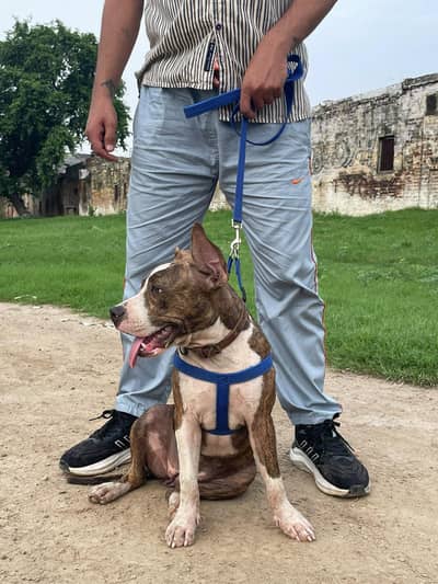 amrican pitbul hy