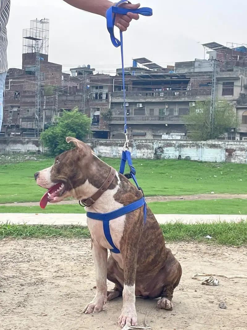 amrican pitbul hy — photo 2