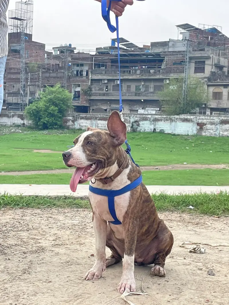 amrican pitbul hy — photo 3