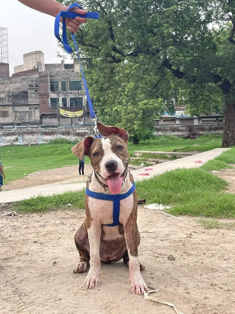 amrican pitbul hy — photo 4