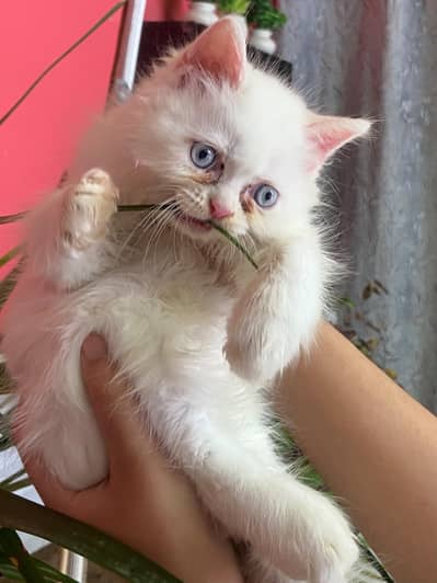 Persian Cat