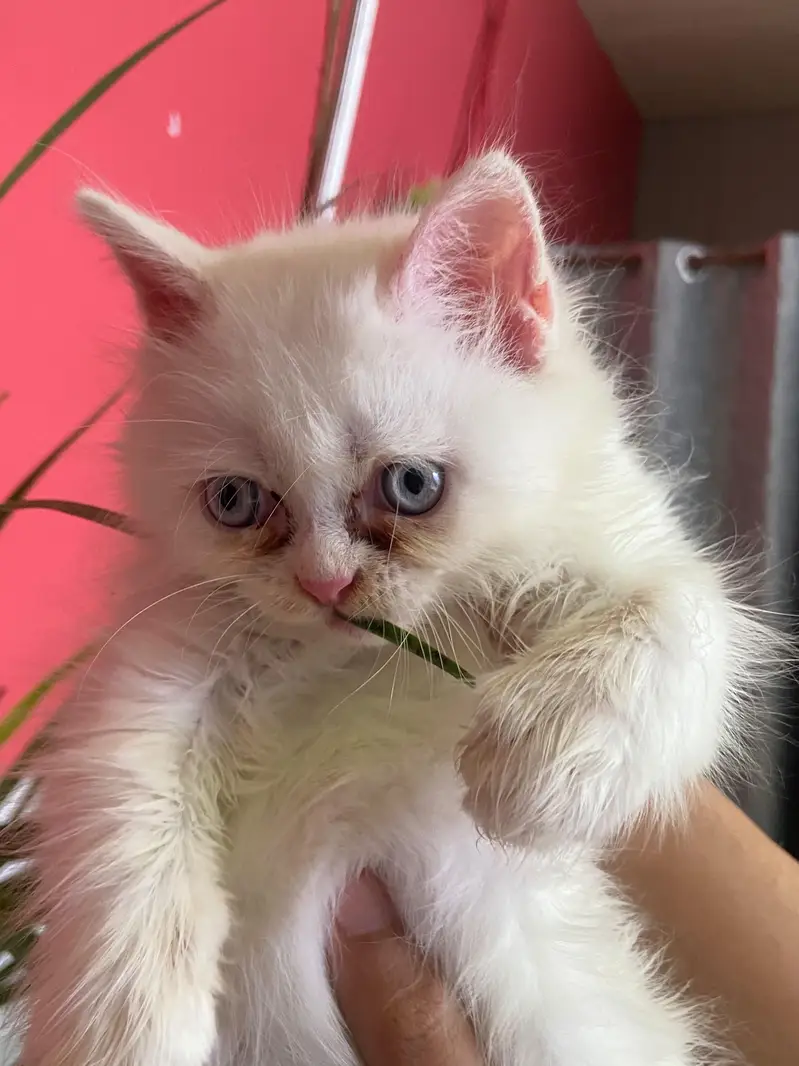 Persian Cat — photo 2