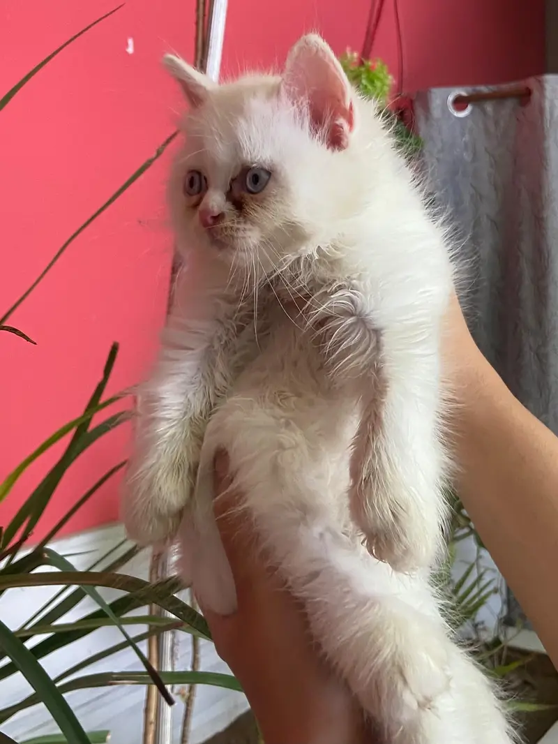 Persian Cat — photo 3