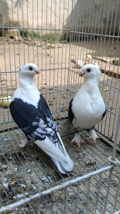 sentinent females for sale