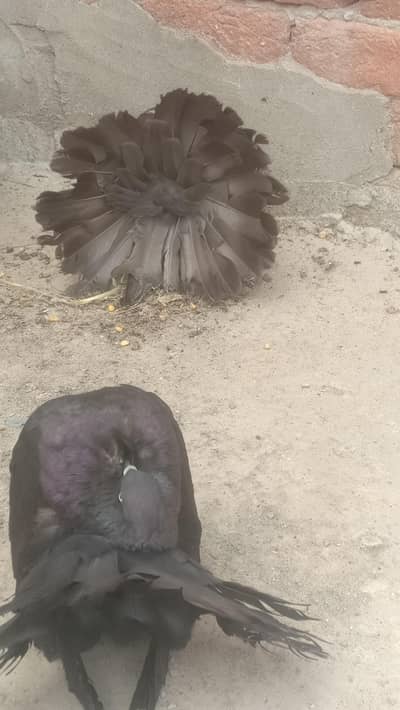 modran fantail 3 pair available