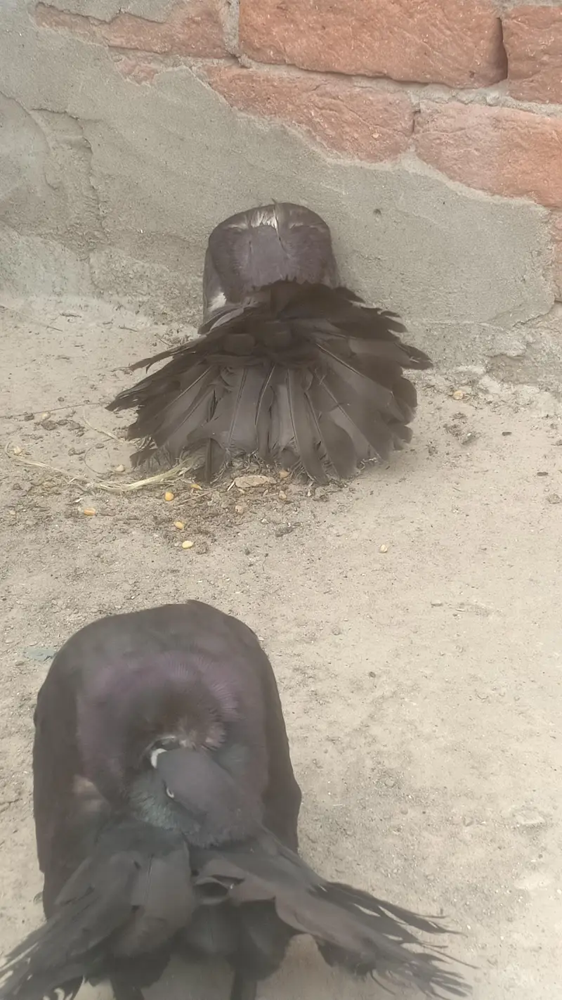 modran fantail 3 pair available — photo 2