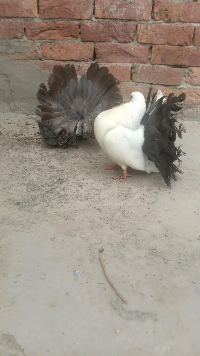modran fantail 3 pair available — photo 4