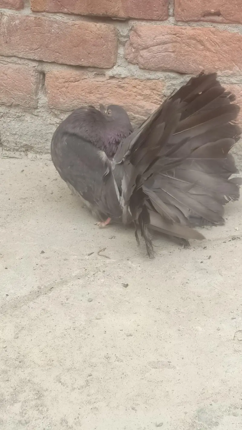 modran fantail 3 pair available — photo 6