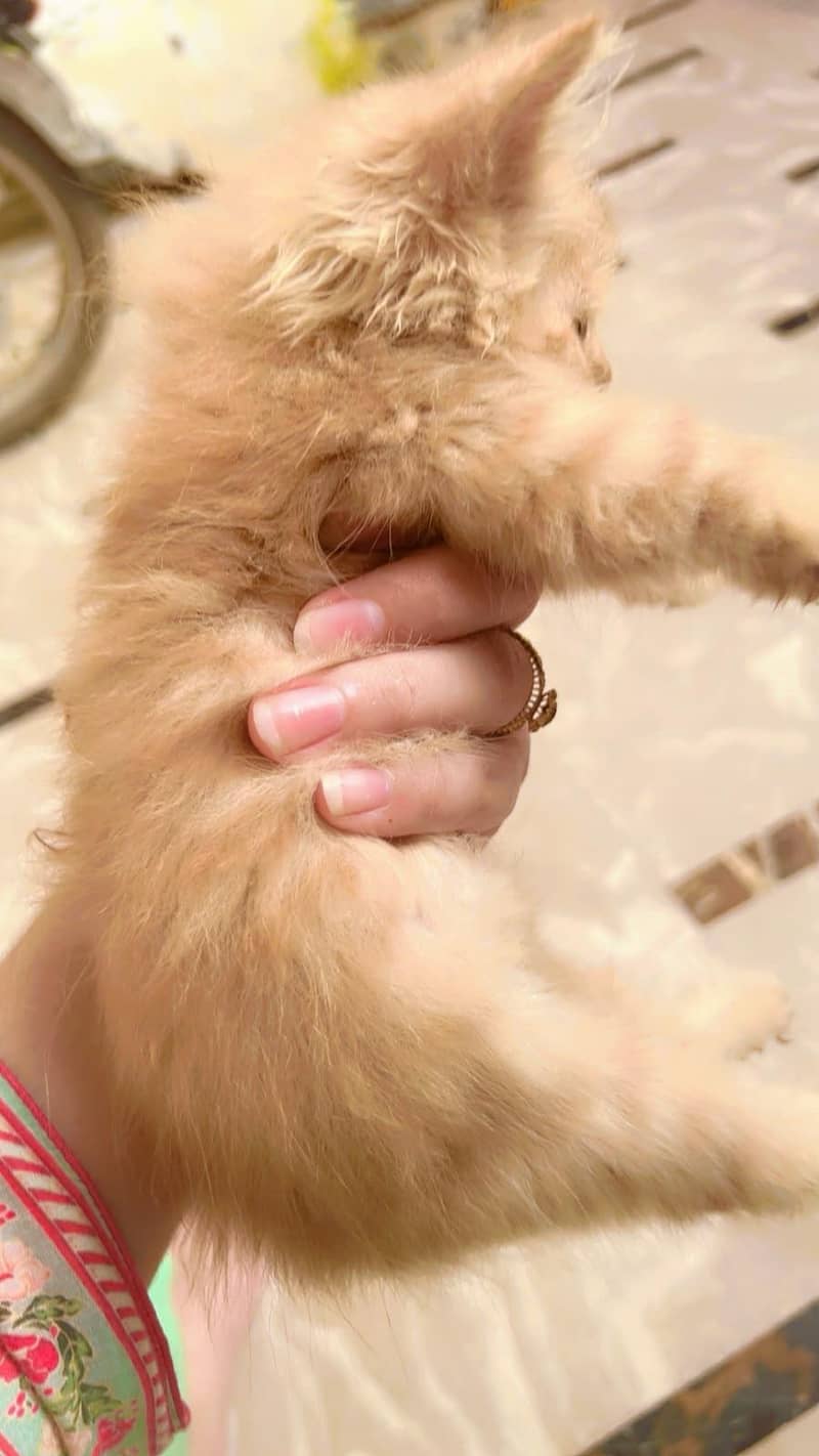 persian kittens 0