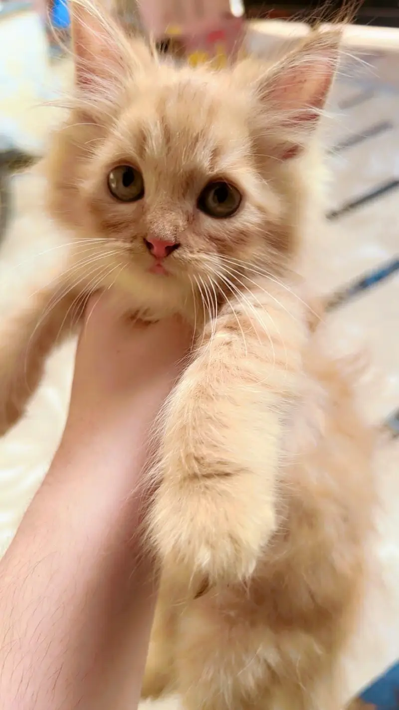 persian kittens — photo 2
