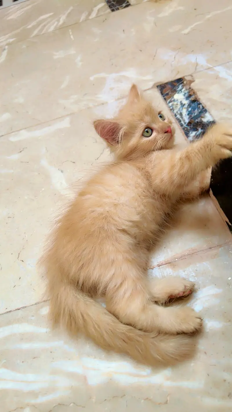 persian kittens — photo 3