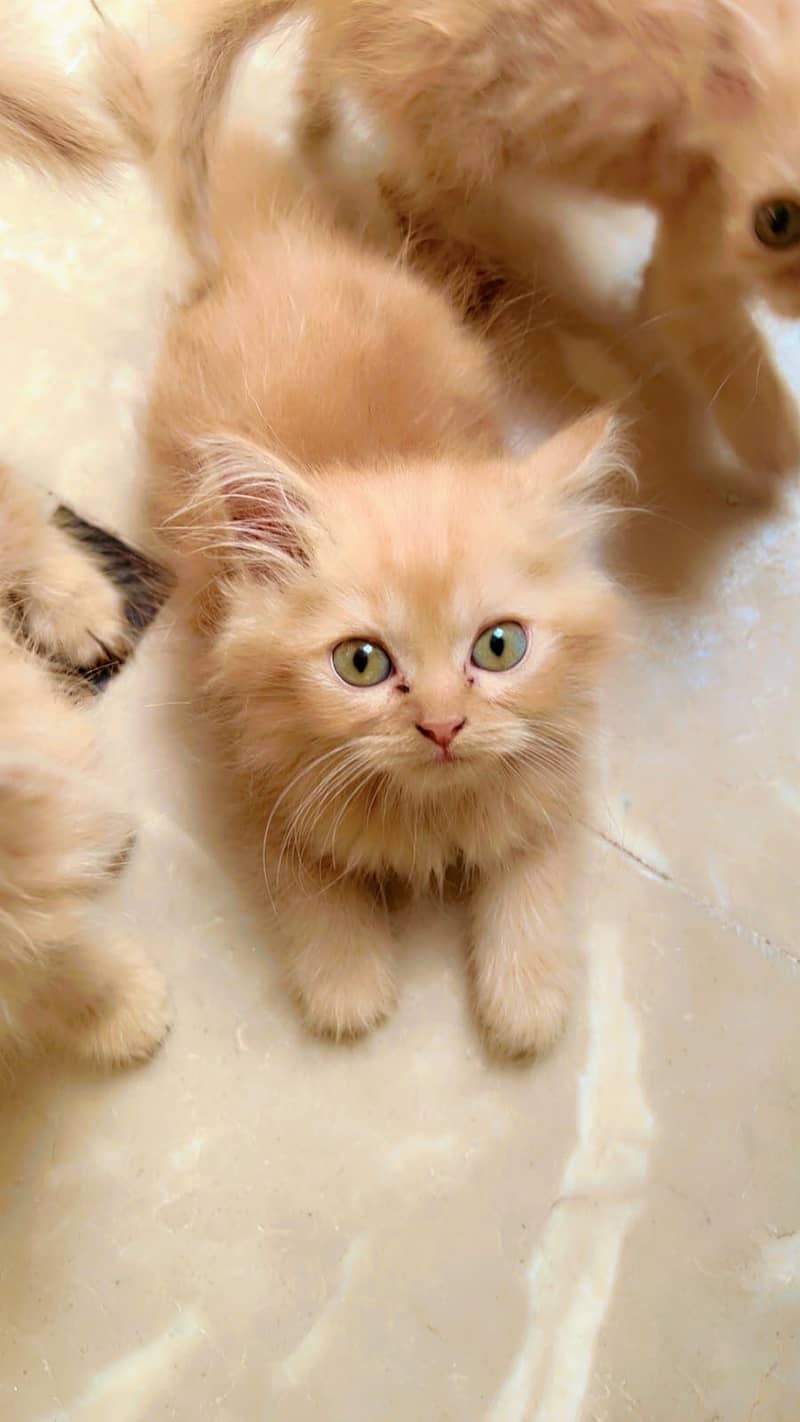 persian kittens 3