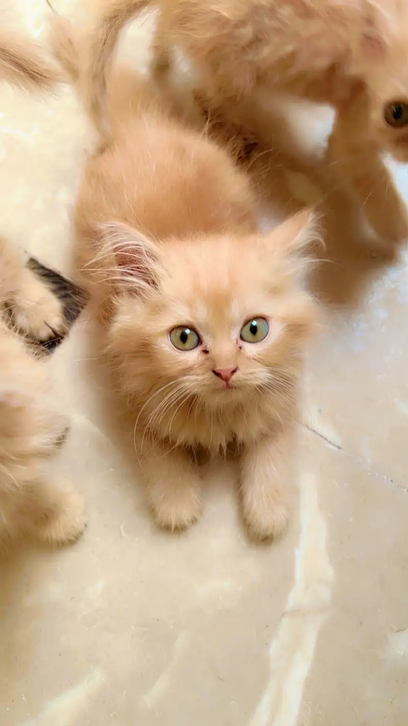 persian kittens — photo 4