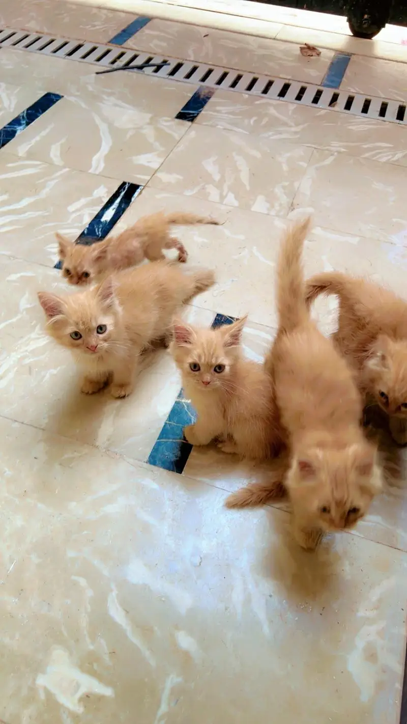 persian kittens — photo 5