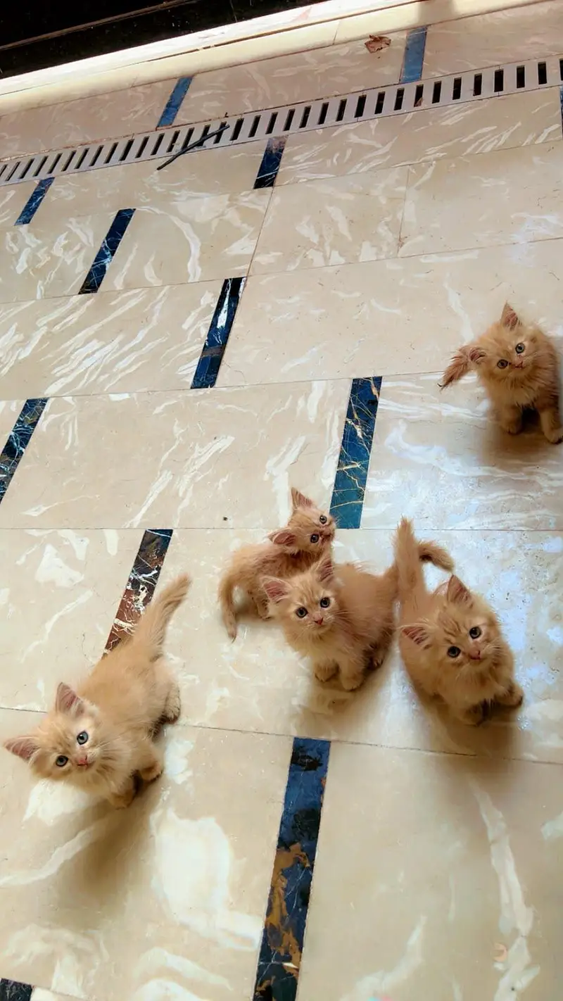 persian kittens — photo 6