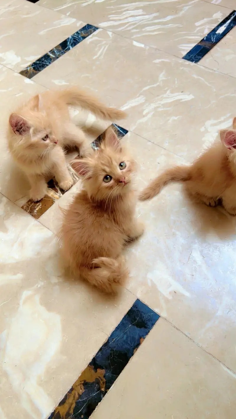 persian kittens — photo 7