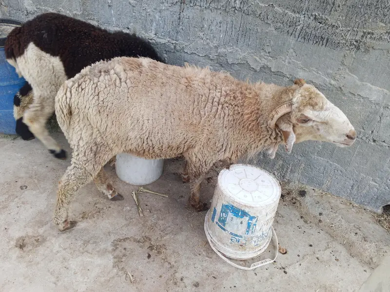 long tale dumba hai Bhat acha hai — photo 2