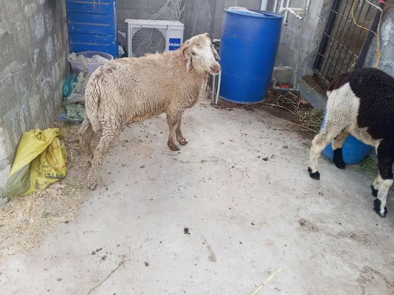 long tale dumba hai Bhat acha hai — photo 3