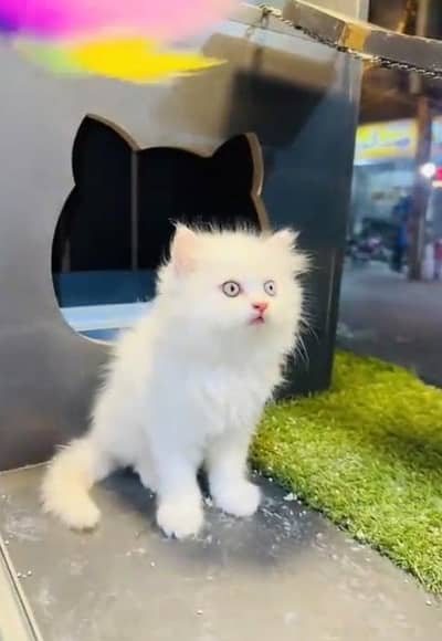 (Persian female kitten) (for sale all) (Pakistan delivery available)