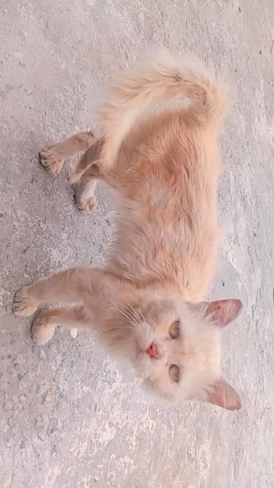 Vaccinated Persian kittens for sale in lahore