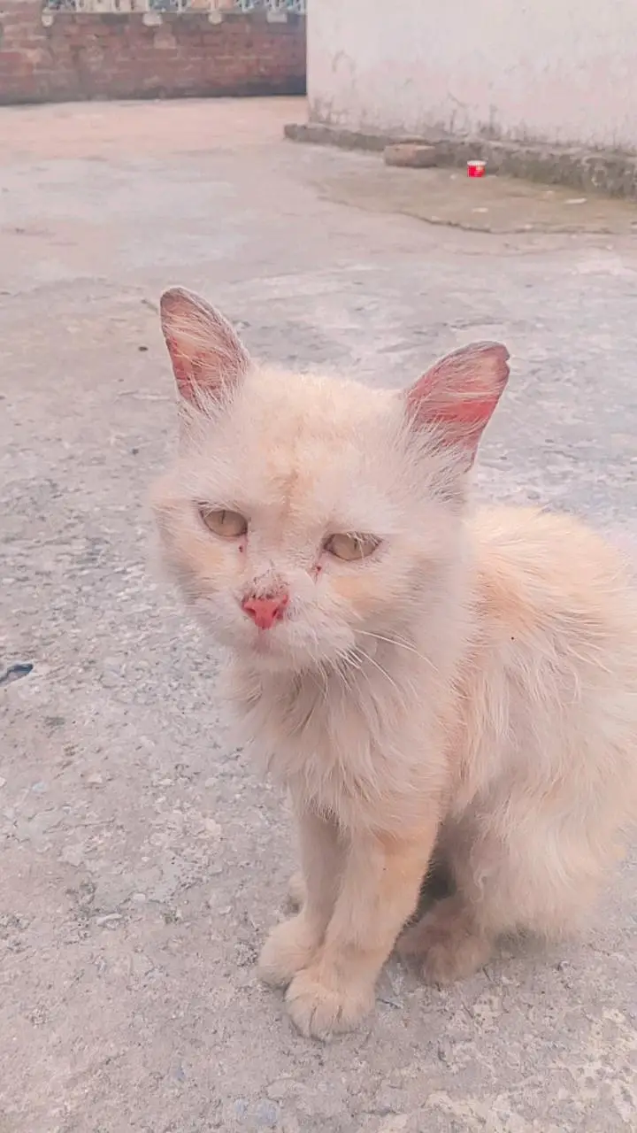 Vaccinated Persian kittens for sale in lahore — photo 2