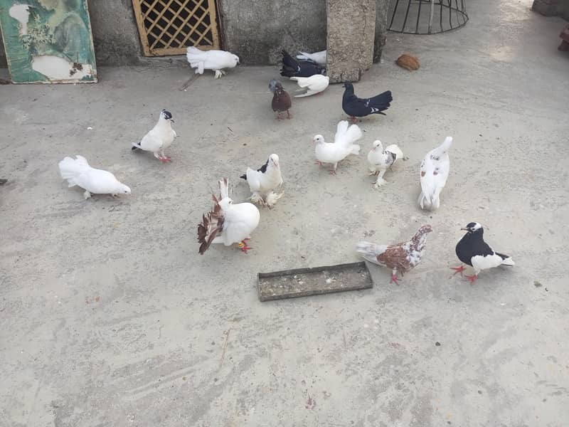 kabutars 9