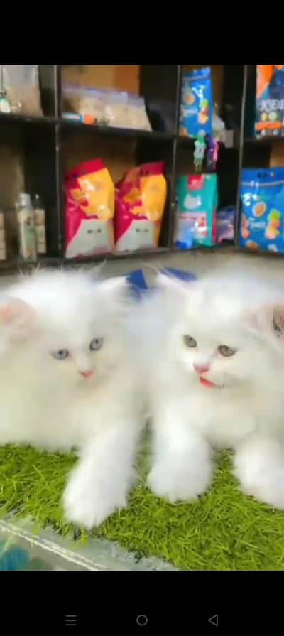 Quality Persian cat & Kittens. Male & female.    03479996792 WhatsApp