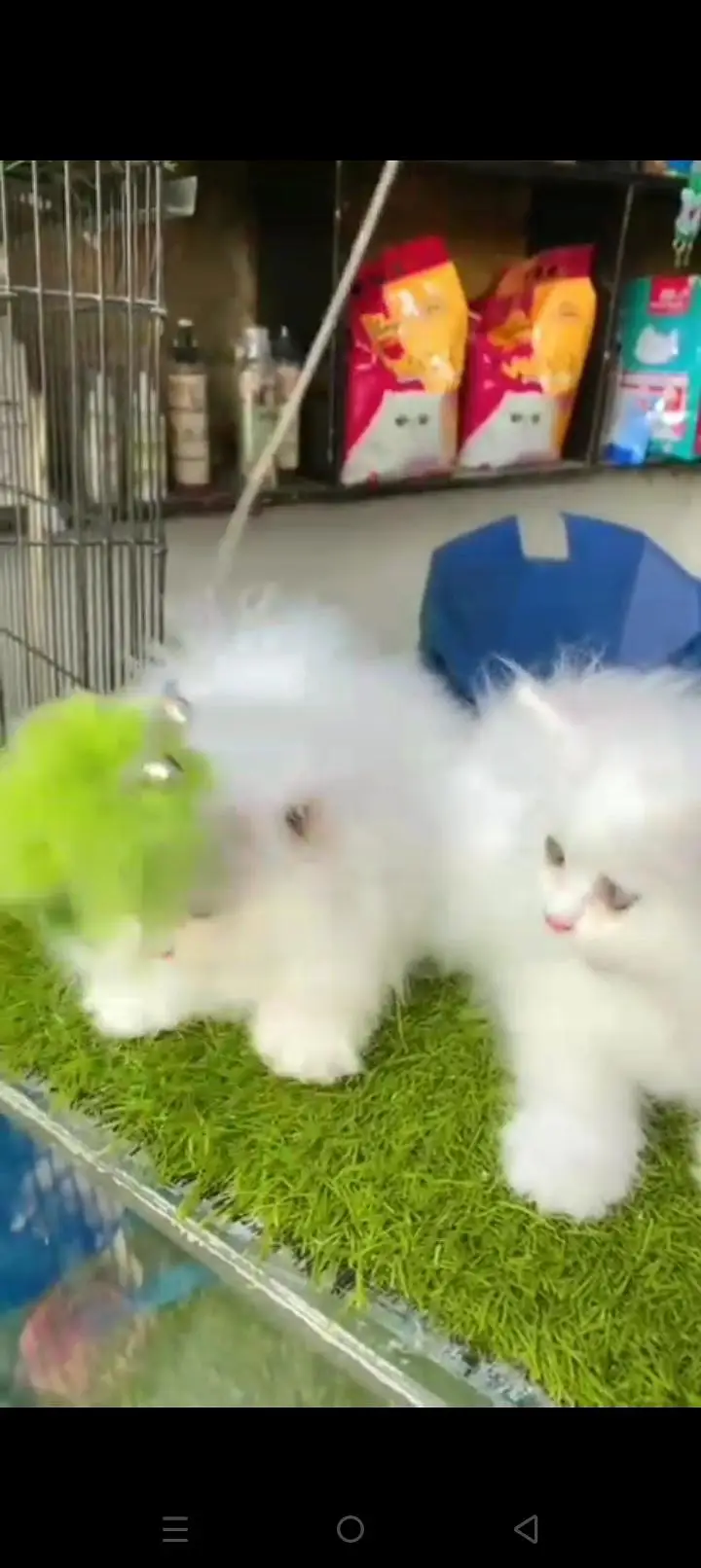 Quality Persian cat & Kittens. Male & female.    03479996792 WhatsApp — photo 3